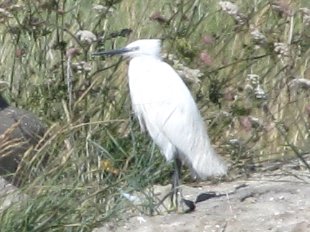 aigrette garzette